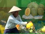 kebun melon ngumpakdalem bojonegoro