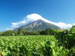 Tembakau Gayo Aceh Tembakau Premium yang Mendunia