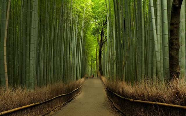 hutanbambu
