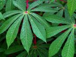 daun singkong