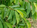 daun sirsak