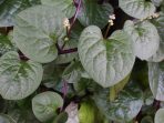 daun binahong