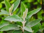daun herbal ditanam dirumah