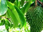 daun sirsak
