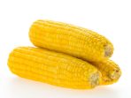jagung keriput jadi bagus lagi jagung keriput jadi bagus lagi