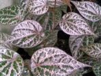 manfaat daun sirih merah manfaat daun sirih merah