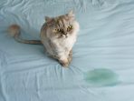 membersihkan kencing kucing dikasur