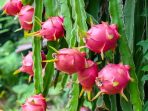 menanam buah naga depan rumah cepat panen menanam buah naga depan rumah cepat panen