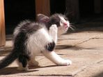 mengatasi kutu pada kucing