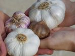perbedaan bawang putih biasa dan tunggal