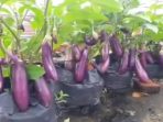 tanam terong dipolibag