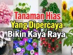 tanaman hias tanaman hias