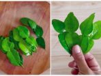 tips menyimpan daun jeruk agar tetap hijau