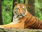 Harimau