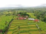 Pertanian banyuwangi