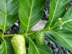 daun mengkudu daun mengkudu