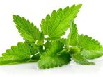 daun mint