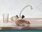 tikus di rumah