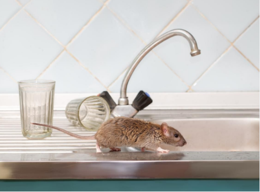 tikus di rumah