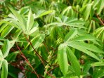 waspada daun singkong waspada daun singkong