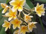 Agnes Desiantis Instagram photo Menanam kamboja dari stek batang tahun lalu . akhirnya berbunga 🌱 I planted cuttings of frangipani trees last year. finally one blooms…