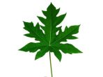 Daun jarak