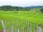 Foto sawah