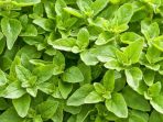 How to Grow Oregano