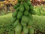 Pepaya muda IMG 20240407 WA0020