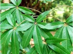 daun kapok randu