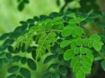 daun kelor