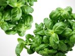 daun kemangi daun kemangi