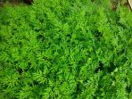 daun kenikir