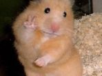 hamster