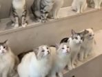 kucing
