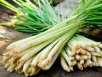 lemongrass ตะไคร้