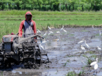 petani situbondo