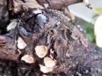 ulat bulu