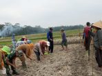 2705-Naskah Peristiwa Cilacap Babinsa Pangan 2705 Naskah Peristiwa Cilacap Babinsa Pangan