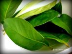 Daun Salam