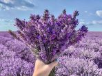 Lavendel schneiden Was muss man daruber wissen