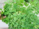 daun kelor