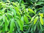 daun mangga