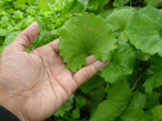 daun tapak kuda daun tapak kuda