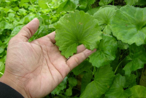 daun tapak kuda