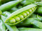 kacang kapri