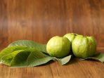 daun jambu biji daun jambu biji