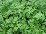 daun kenikir