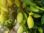 daun mangga