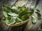 daun salam